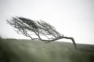 windy tree, has to be very strong, constantly strong wind from the sea
