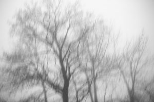 foggy trees in autumn