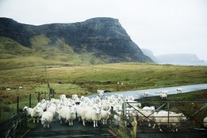sheep everywhere, landscape, nature, wild, strong weather, rainy