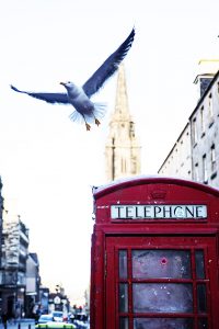 telephone cabin, UK, seagull